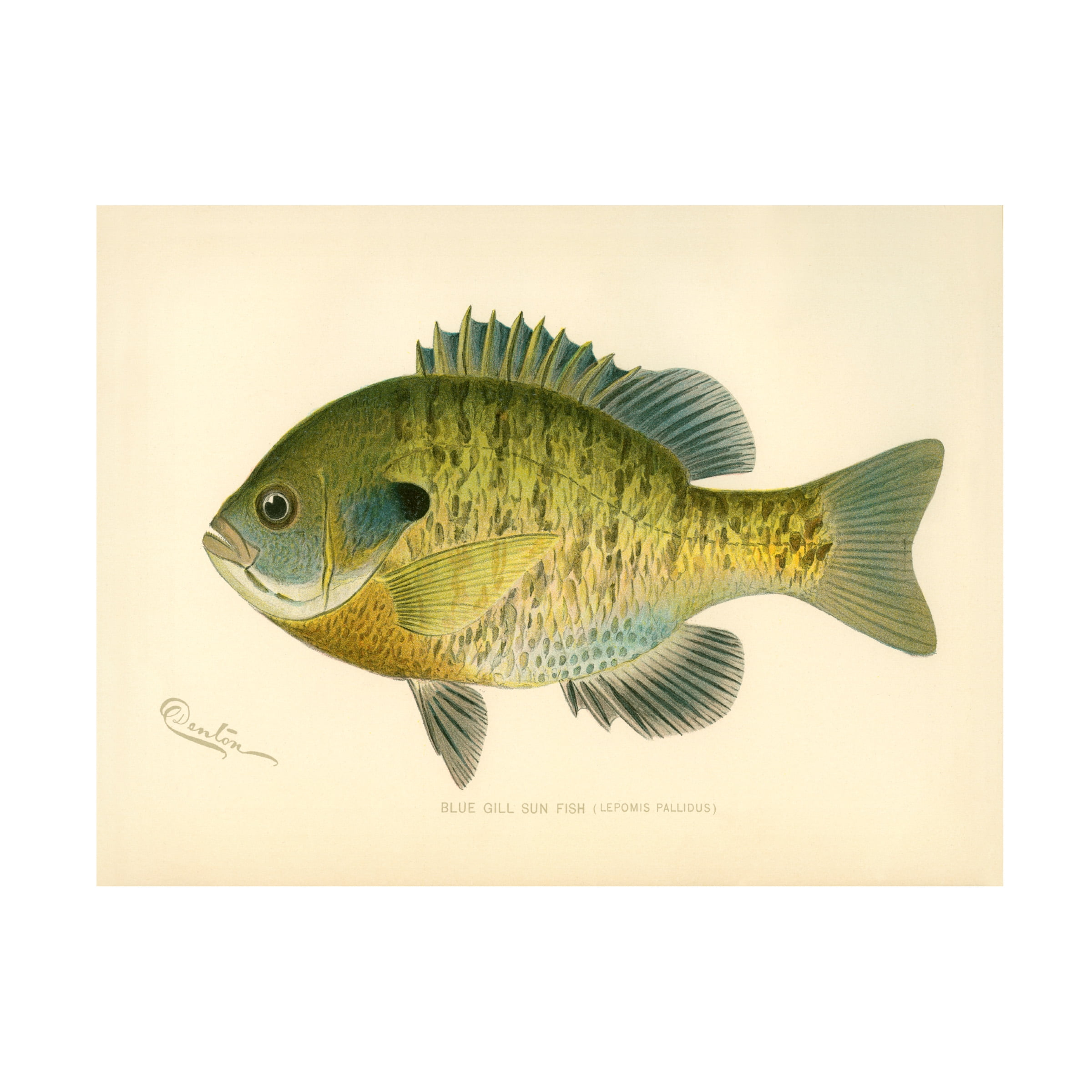 Print Collection 'Blue Gill Sun Fish' Canvas Art