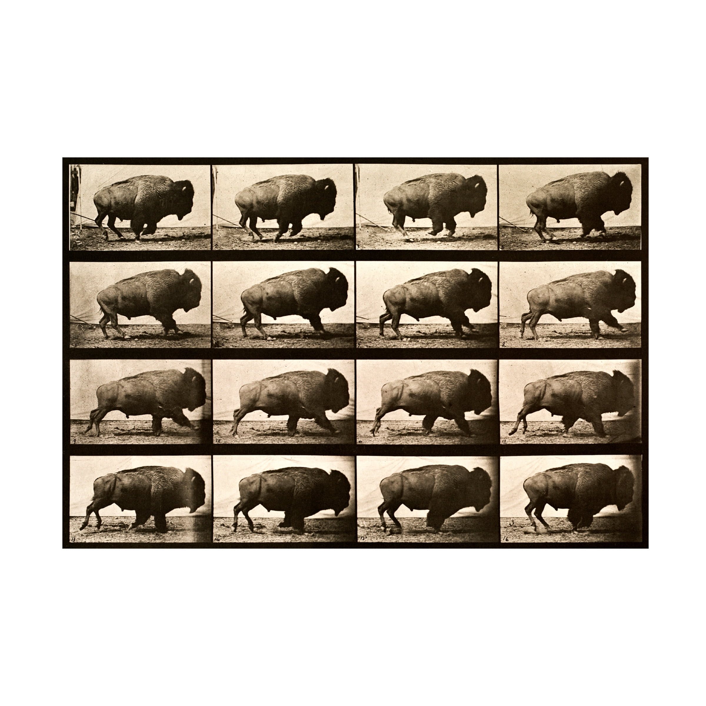 Print Collection 'Buffalo Running Animal Locomotion Plate 700' Canvas Art