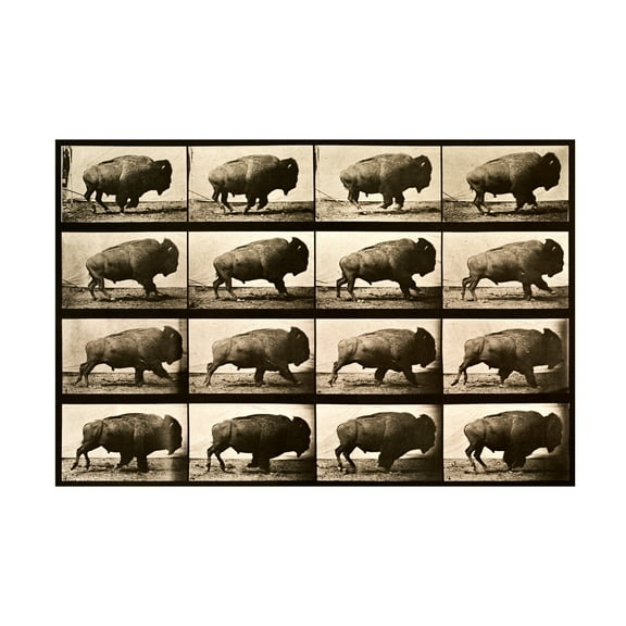 Print Collection 'Buffalo Running Animal Locomotion Plate 700' Canvas Art