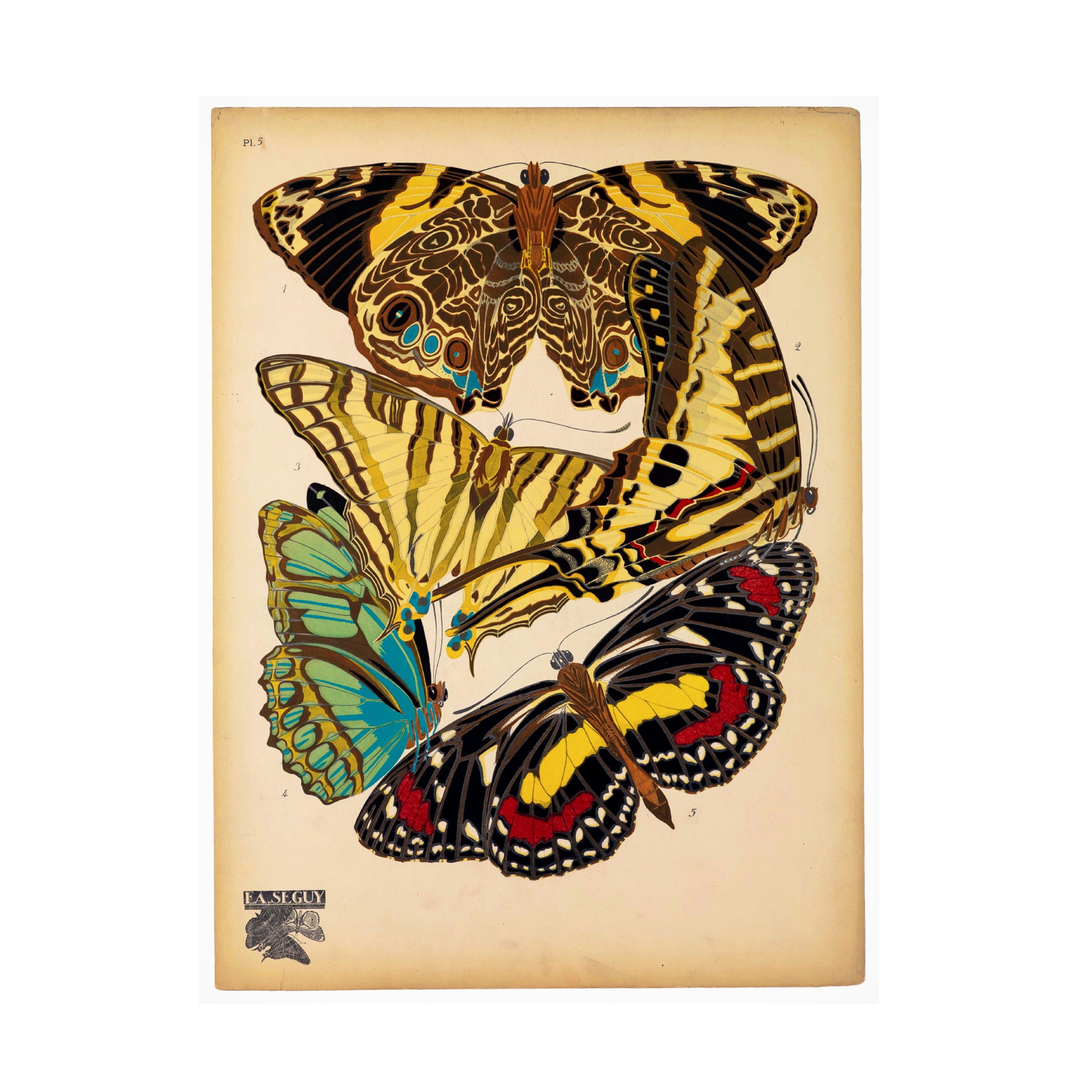 Vintage Butterfly Print on Canvas in Multicolor