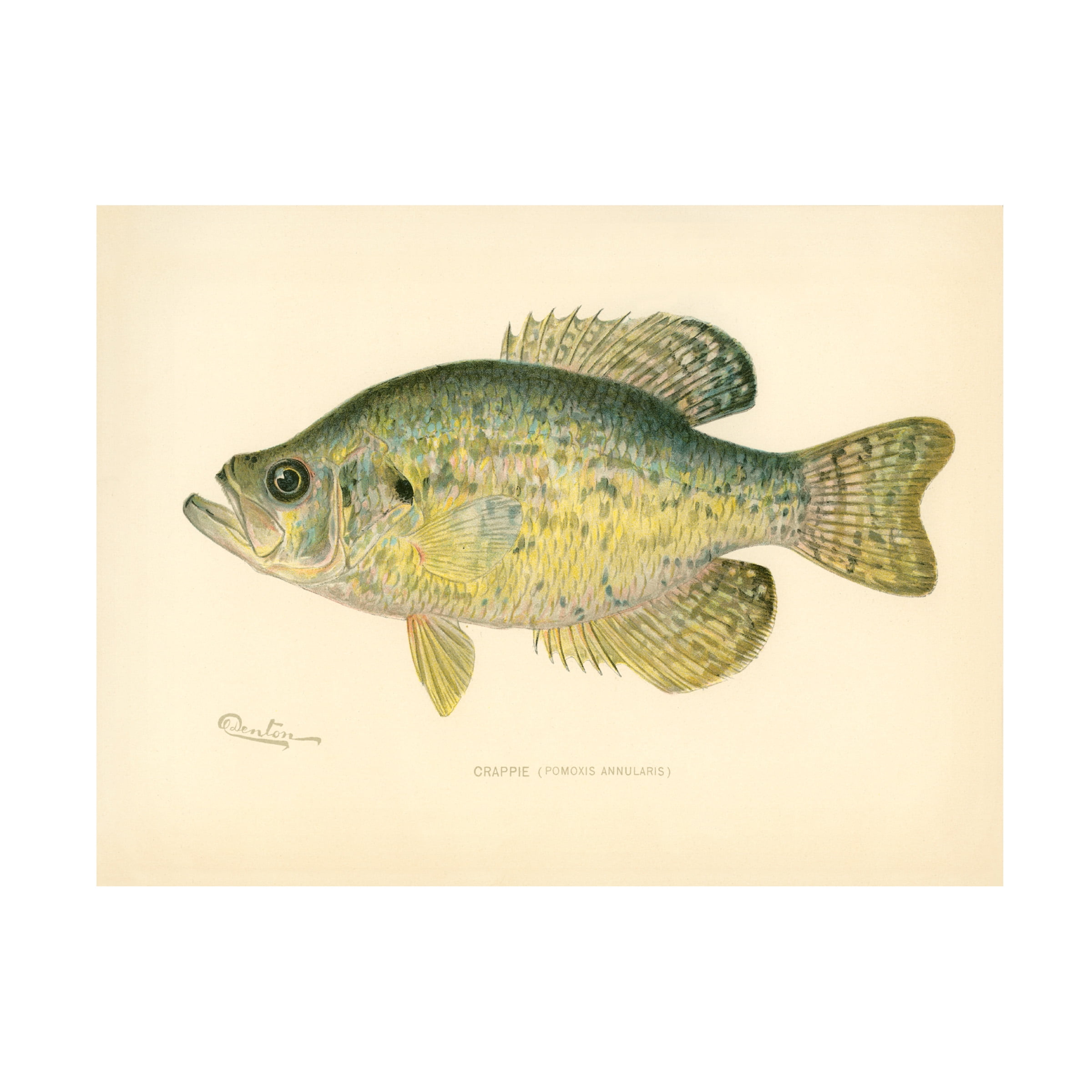 Print Collection 'Crappie' Canvas Art
