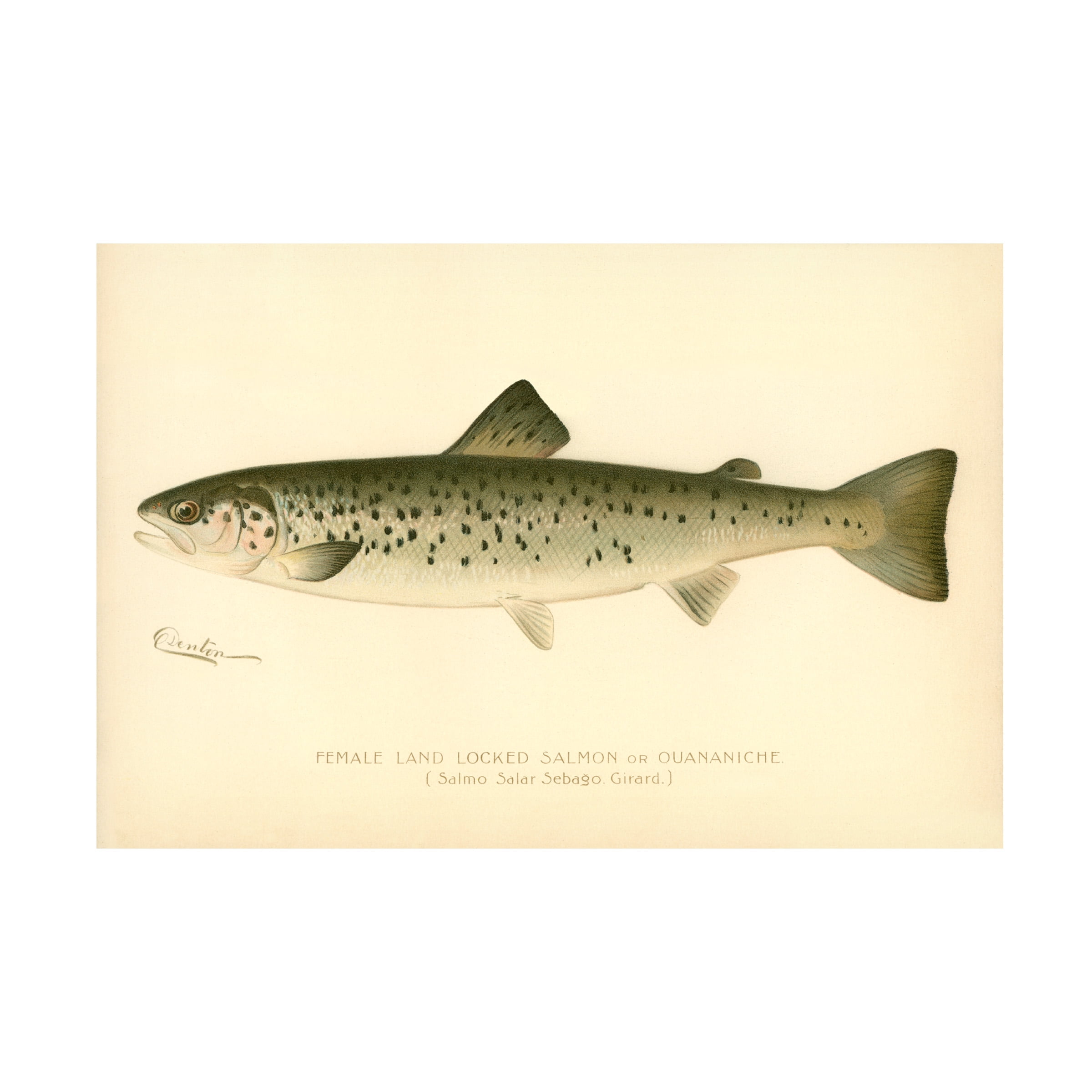 Print Collection 'Female Land Locked Salmon' Canvas Art