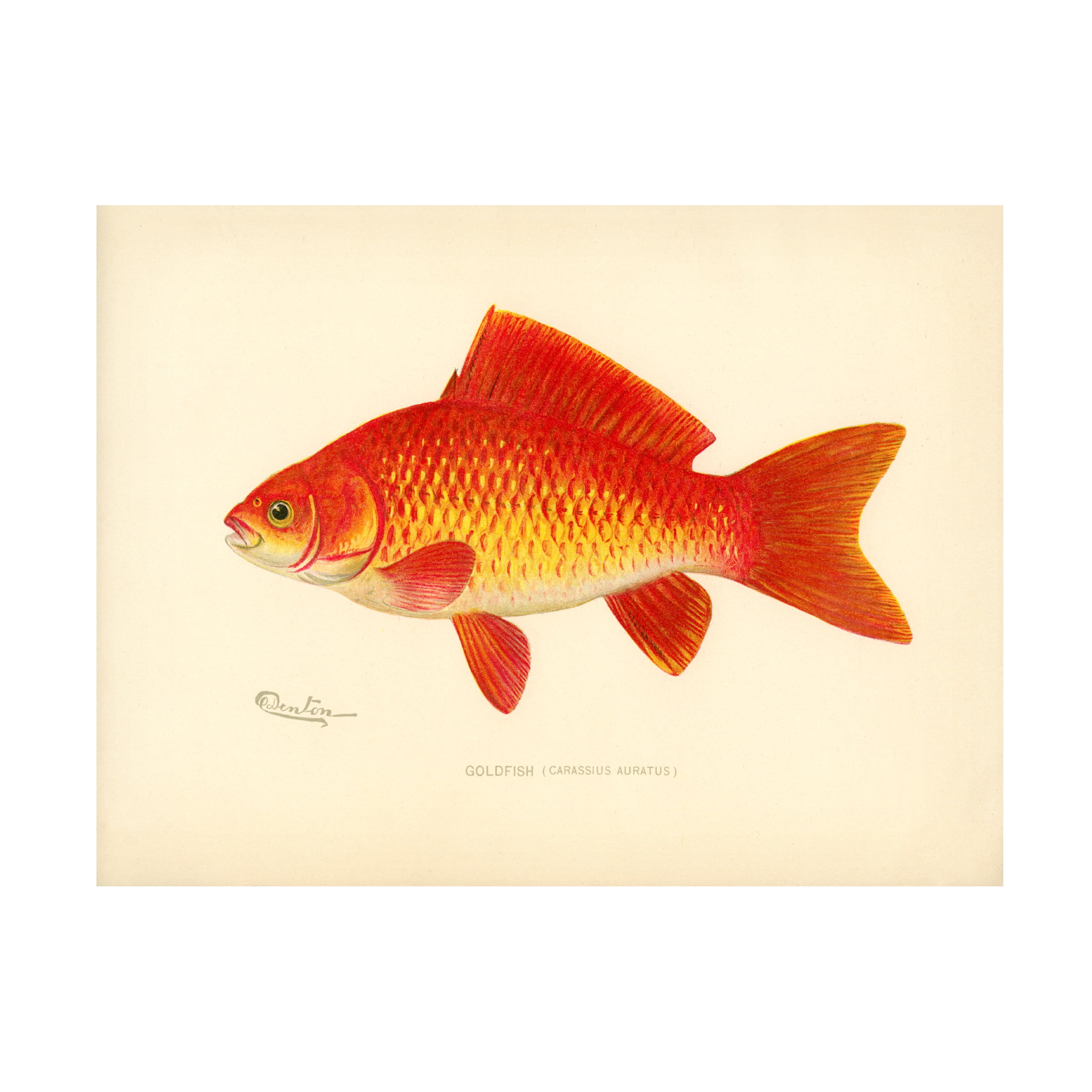 Vintage Goldfish Illustration Canvas Art in White and Tan