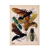 Print Collection 'Insects Plate 15' Canvas Art