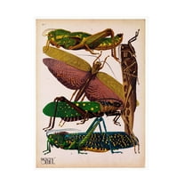 Print Collection 'Insects Plate 16' Canvas Art