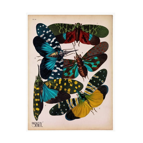 Print Collection 'Insects Plate 8' Canvas Art
