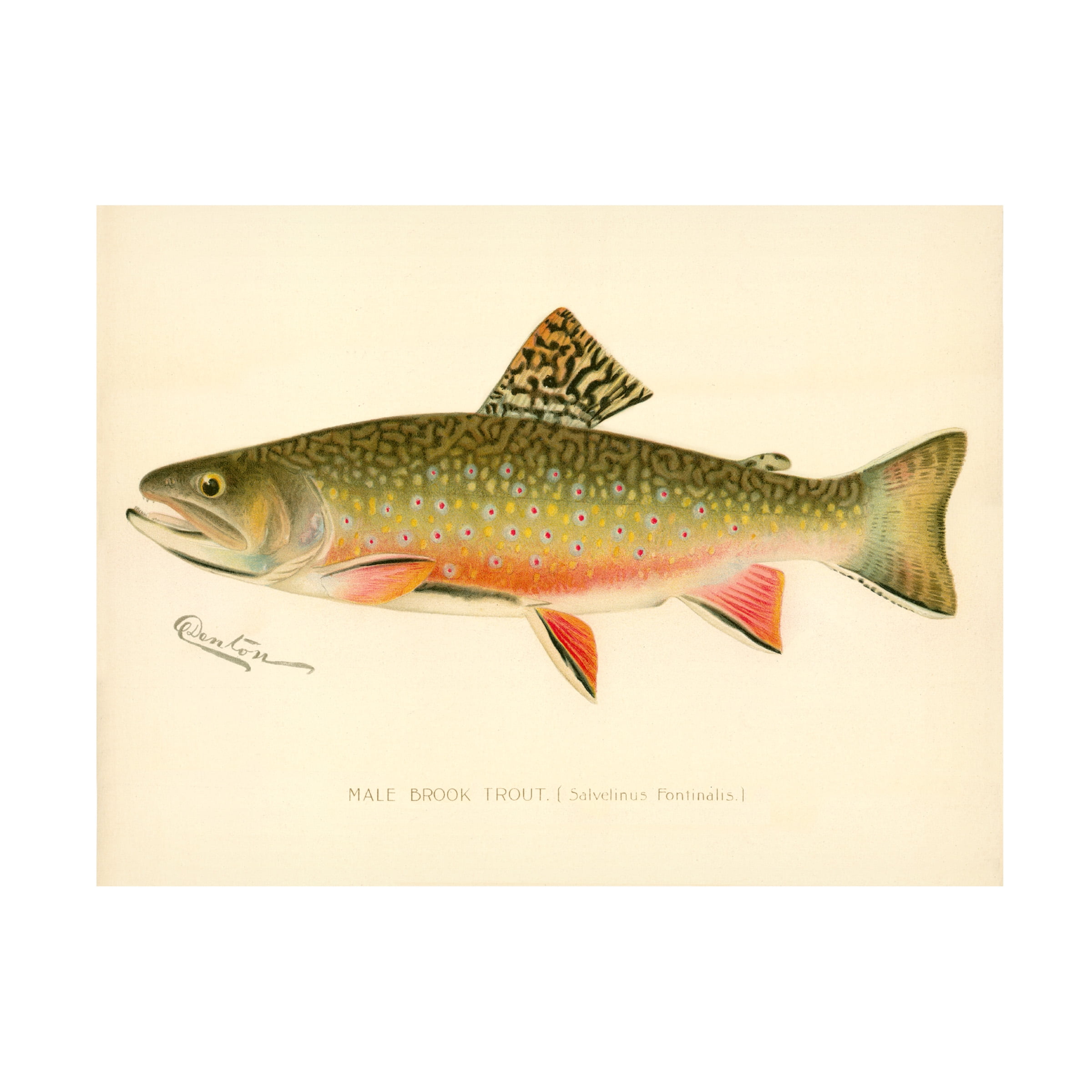Vintage Male Brook Trout Canvas Art Print