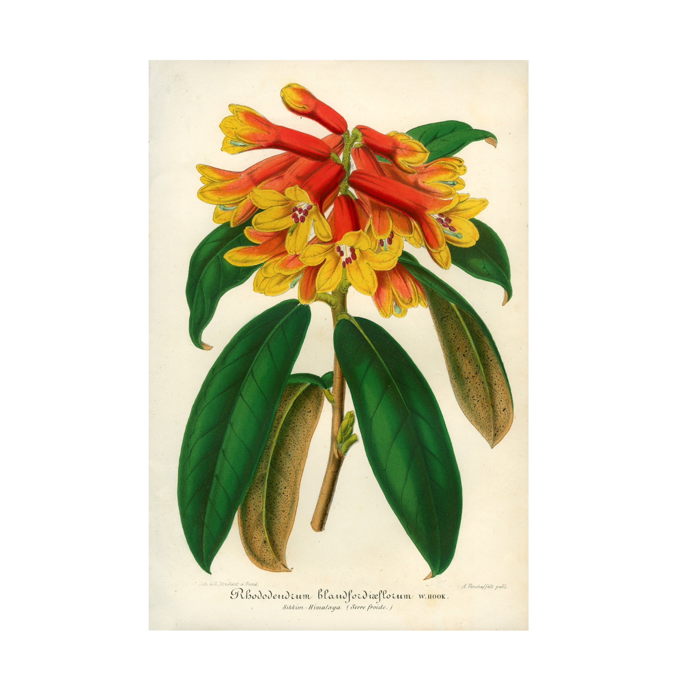 Print Collection 'Orange Yellow Rhododendron' Canvas Art