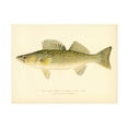 thumbnail image 1 of Trademark Fine Art Print Collection Pike Perch Canvas Wall Art - 35x47, 1 of 4