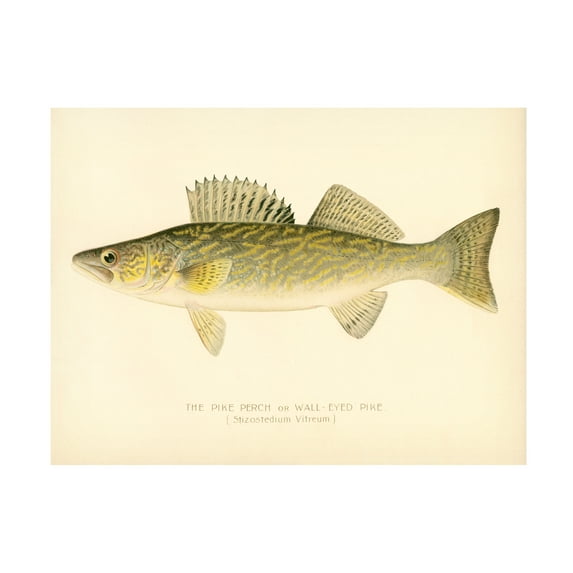 Trademark Fine Art Print Collection Pike Perch Canvas Wall Art - 35x47