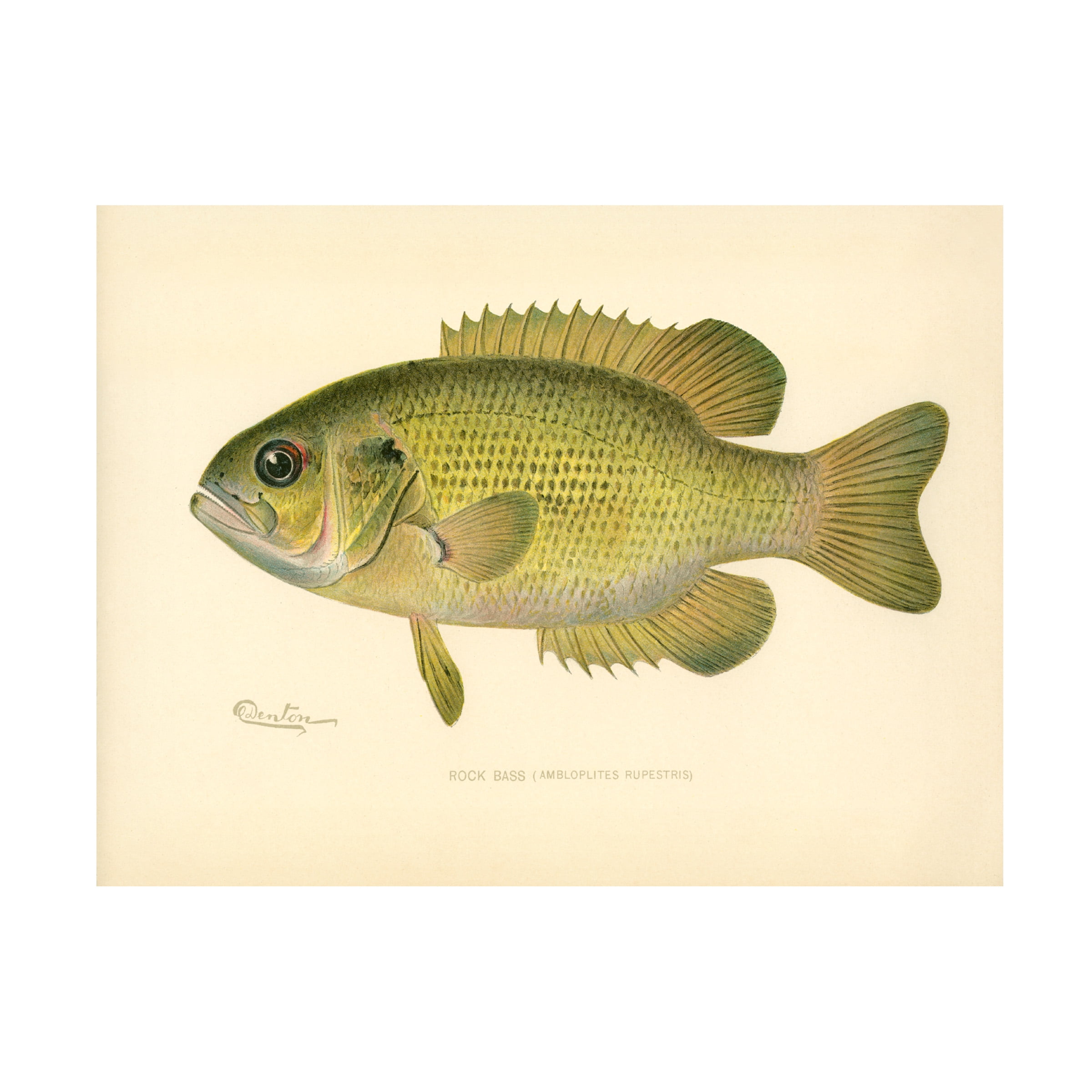 Print Collection 'Rock Bass' Canvas Art