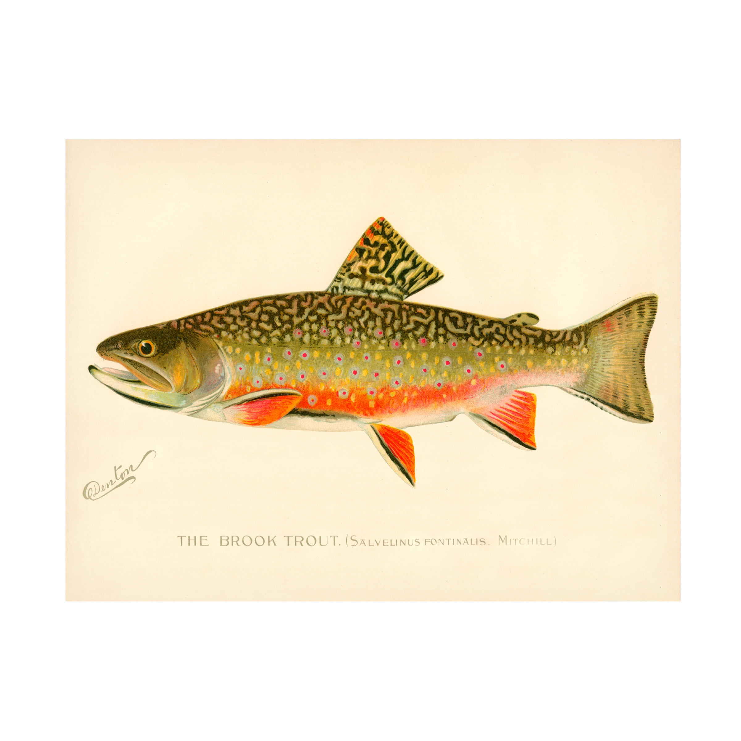 Print Collection 'The Brook Trout' Canvas Art
