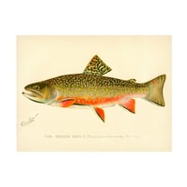 Trademark Fine Art Print Collection The Brook Trout Canvas Wall Art - 35x47