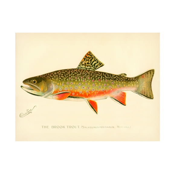 Print Collection 'The Brook Trout' Canvas Art