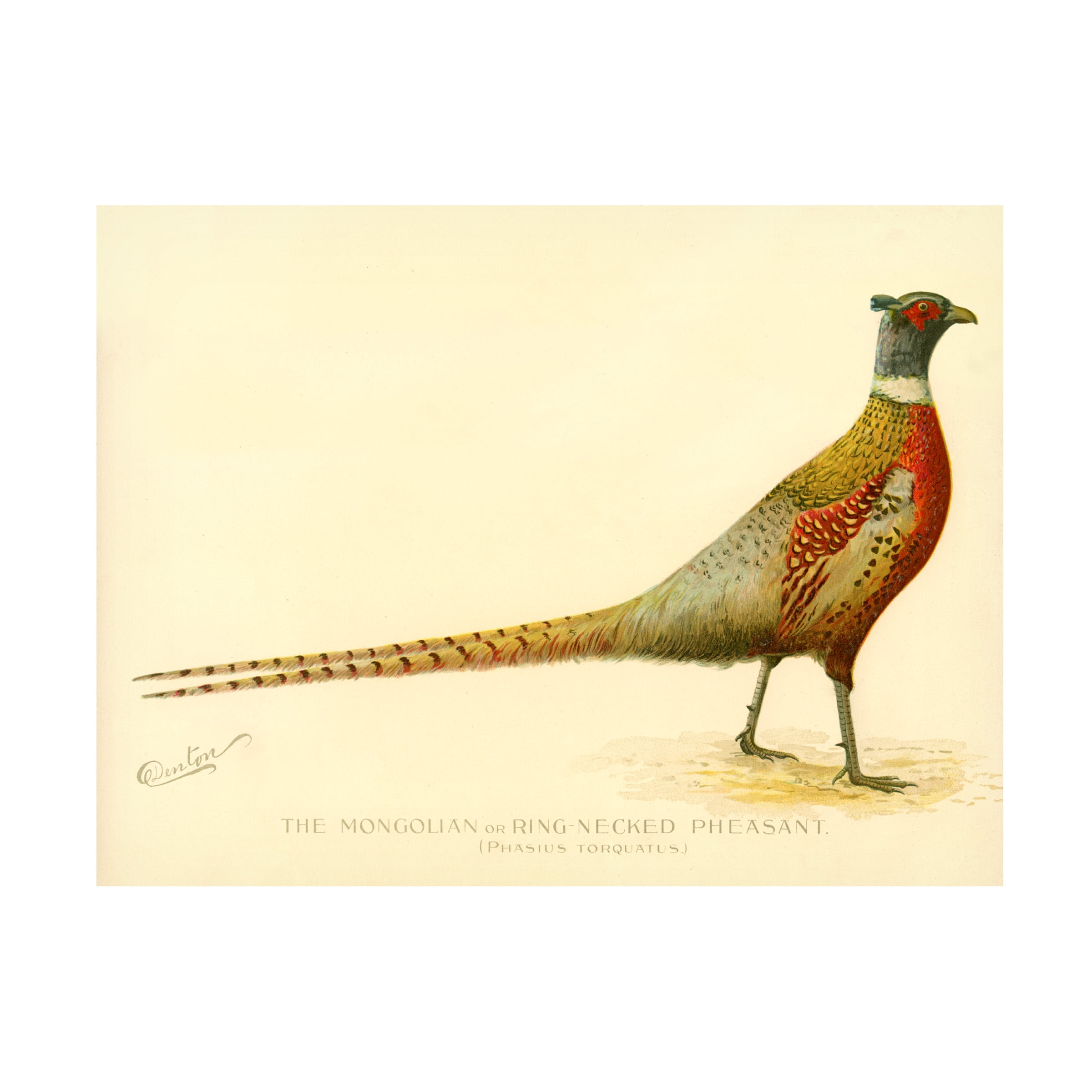 Trademark Fine Art Print Collection The Mongolian or Ring Necked Pheasant Canvas Wall Art - 35x47