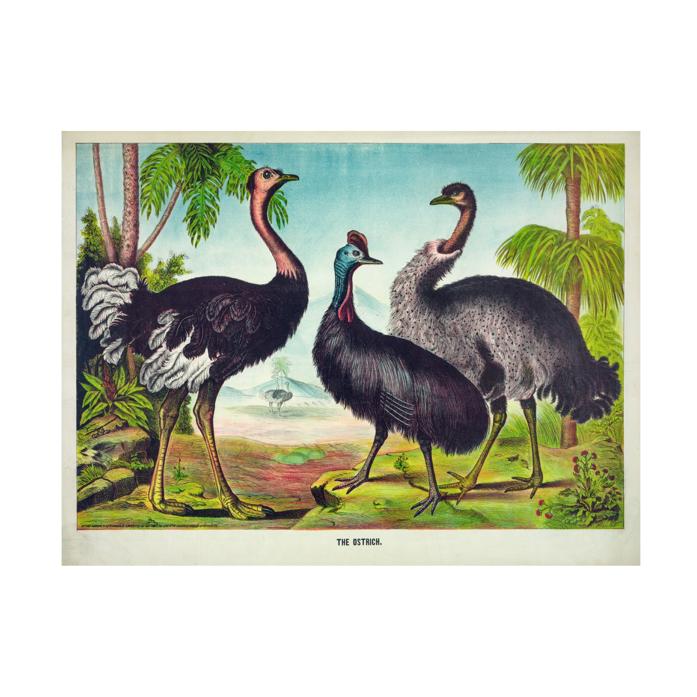 Vintage Ostrich Illustration Canvas Art Print 18" x 24"