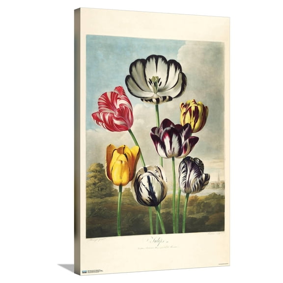 Print Collection - Tulips From The Temple of Flora Canvas Wall Poster, 22.375" x 34"