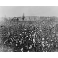 thumbnail image 1 of Print: Cotton Field With Building In Background, 1922, 1 of 4