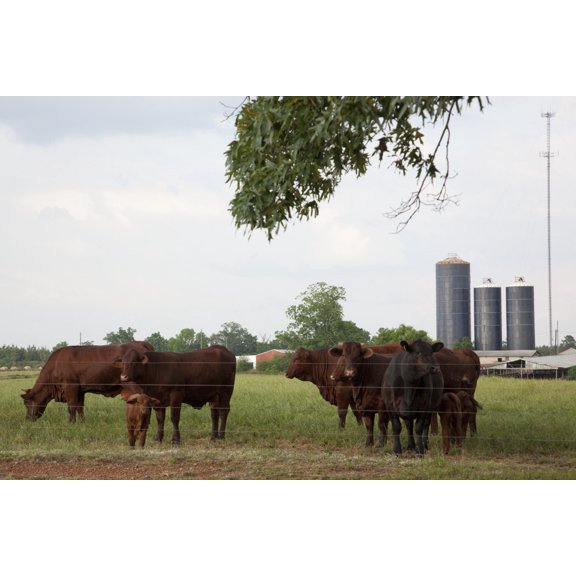 Print: Cows, Monroe County, Alabama, 2010