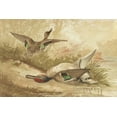thumbnail image 1 of Print: Ducks, One Fleeing, One Dead, 1 of 4
