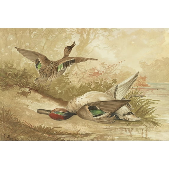 Print: Ducks, One Fleeing, One Dead