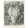thumbnail image 1 of Print: First Premium Grapes: A Royal Cluster, 1865, 1 of 4