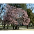 thumbnail image 1 of Print: First Signs Of Spring In Capitol Park In Tuscaloosa, Alabama, 2010, 1 of 4