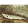 thumbnail image 1 of Print: Fish, 1 of 4