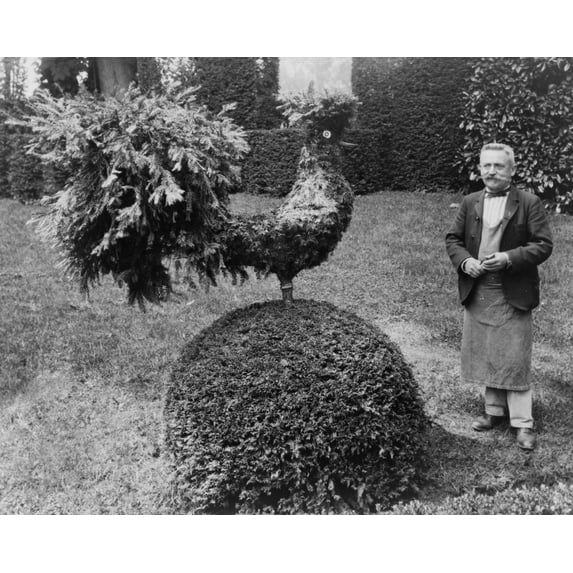 Print: Gardener Standing Alongside Shrub Trimmed Into Shape Of A Rooster