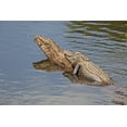 thumbnail image 1 of Print: Gator Alley At The D'olive Boardwalk Park In Daphne, Alabama, Is, 1 of 4