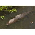 thumbnail image 1 of Print: Gator Alley At The D'olive Boardwalk Park In Daphne, Alabama, Is, 1 of 4