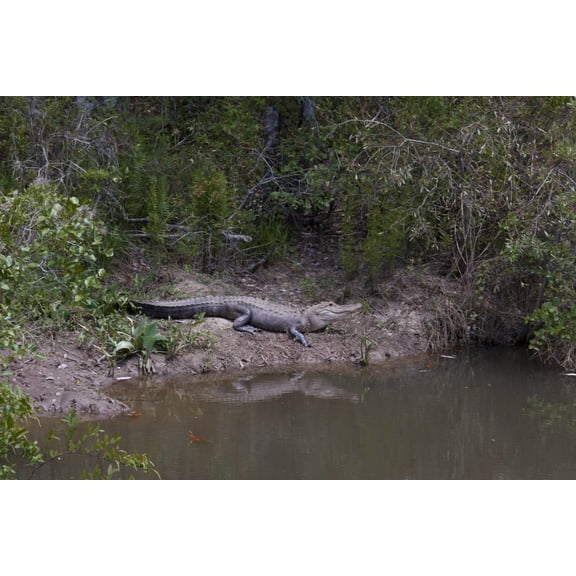 Print: Gator Alley At The D'olive Boardwalk Park In Daphne, Alabama, Is