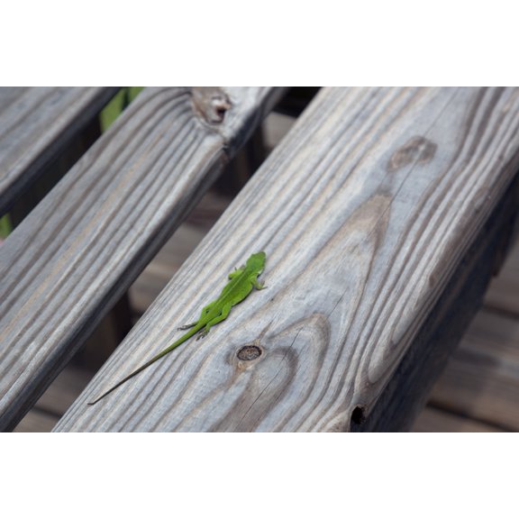 Print: Geckos Are Prevelent Throughout Monroe County, Alabama During The