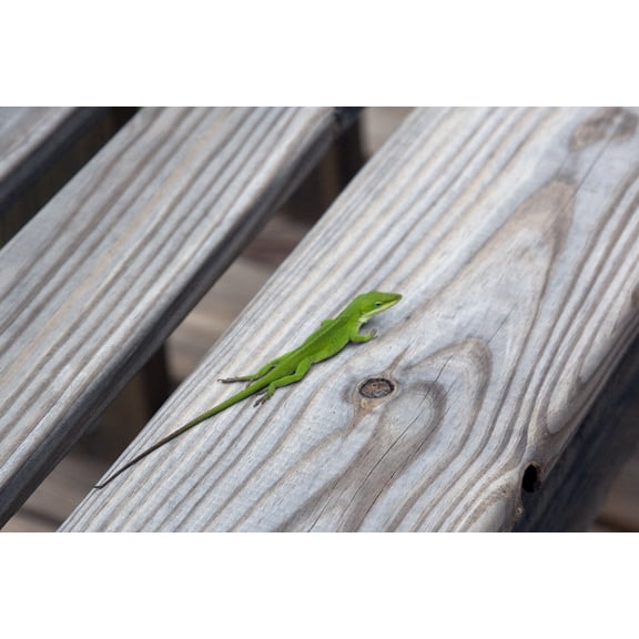 Print: Geckos Are Prevelent Throughout Monroe County, Alabama During The