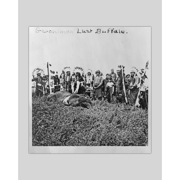 Print: Geronimos Last Buffalo, 1906