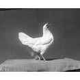 thumbnail image 1 of Print: Govt. Farm, Beltsville, Maryland, 1919, 1 of 4