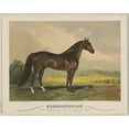 thumbnail image 1 of Print: Hambletonian, 1 of 4