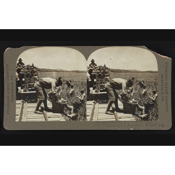 Print: Harvesting Indian River Pineapples, Florida, 1906