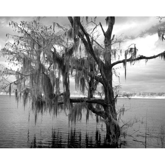 Print: Historic Blakeley State Park, Scene Of The Last Major Battle Of The