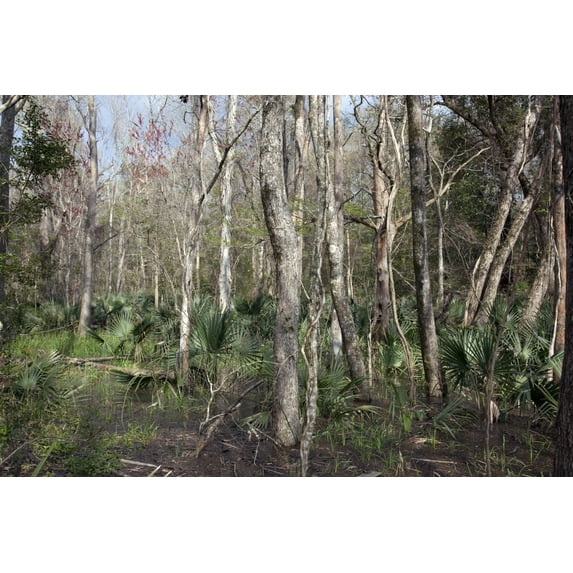 Print: Historic Blakeley State Park, Scene Of The Last Major Battle Of The
