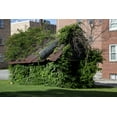 thumbnail image 1 of Print: House Covered With Vines In Tuscumbia, Alabama, 2010, 1 of 4