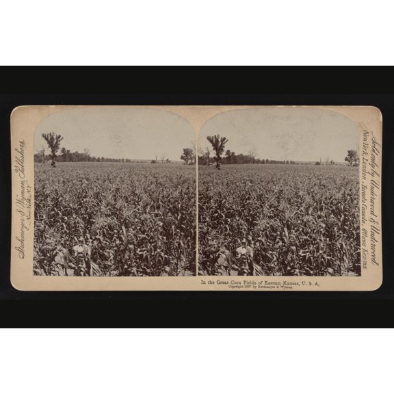 Print: In The Great Corn Fields Of Eastern Kansas, U.S.A., 1897