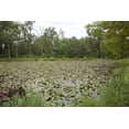 thumbnail image 1 of Print: Kenilworth Park And Aquatic Gardens, Also Known As Anacostia Park, 1 of 4