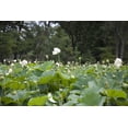 thumbnail image 1 of Print: Kenilworth Park And Aquatic Gardens, Also Known As Anacostia Park, 1 of 4