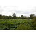 thumbnail image 1 of Print: Kenilworth Park And Aquatic Gardens, Also Known As Anacostia Park, 1 of 4