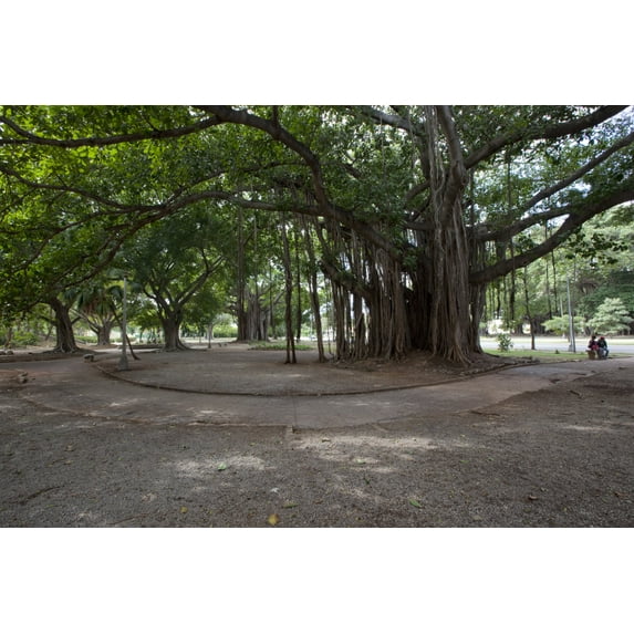 Print: Large Trees Grow In Park On 5th Avenue In The Miramar Section Of