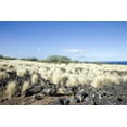 thumbnail image 1 of Print: Lava Rock On Hawaii, 2005, 1 of 4