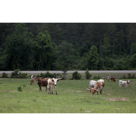 Print: Long Horn Cattle Graze Near Sheffield, Alabama, 2010