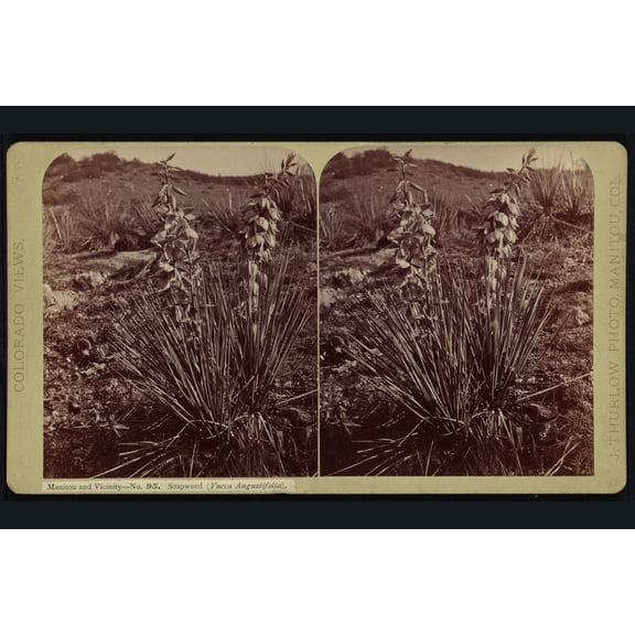 Print: Manitou And Vicinity. Soapweed (Yucca Augustifolia), circa 1874