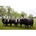 thumbnail image 1 of Print: Meadowbank Farm Located On Highway 84 In A Bend Of The Alabama, 1 of 4